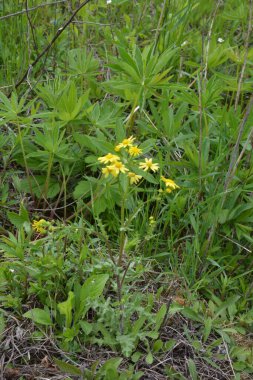 Güzel, parlak sarı Senecio vernalis 'i ya da otlakta yetişen doğu yeraltı çiçeklerini kapatın. Bahar çiçekli doğa.