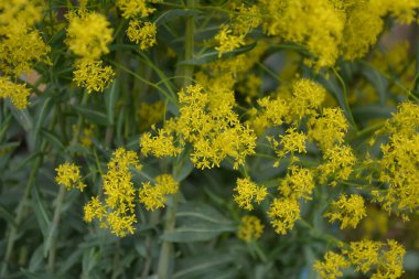 Bahar bahçesinde bal taşıyan Woad (Isatis tinctoria) güzel bir şekilde çiçek açar. Resmin seçmeli odağı.