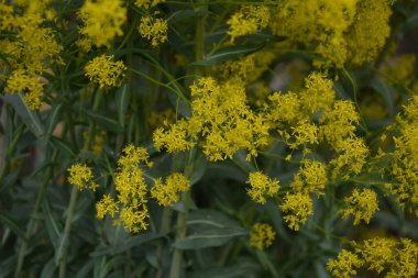 Bahar bahçesinde bal taşıyan Woad (Isatis tinctoria) güzel bir şekilde çiçek açar. Resmin seçmeli odağı.