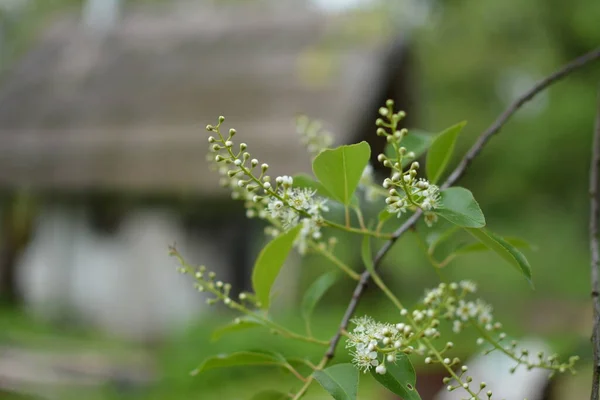 Kwitnące Gałęzie Serotiny Prunus Maju Dzika Czeremcha Prunus Serotina Kwitnie — Zdjęcie stockowe