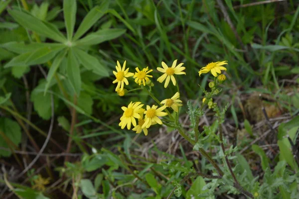 Close Beautiful Bright Yellow Senecio Vernalis Eastern Groundsel Flowers Growing — Stock Photo, Image