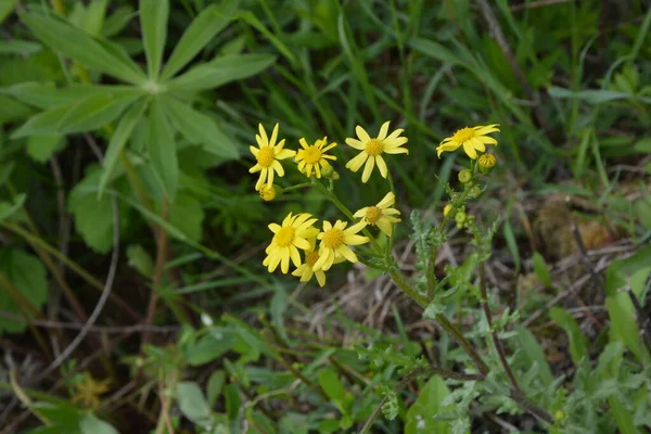 Close Beautiful Bright Yellow Senecio Vernalis Eastern Groundsel Flowers Growing — Stock Photo, Image