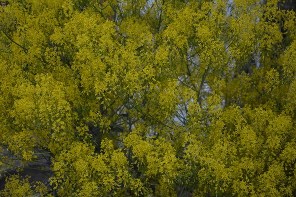 Die Honighaltige Pflanze Färberwaid Isatis Tinctoria Blüht Wunderschön Frühlingsgarten Selektive — Stockfoto