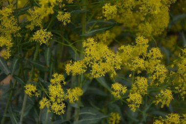 Bahar bahçesinde bal taşıyan Woad (Isatis tinctoria) güzel bir şekilde çiçek açar. Resmin seçmeli odağı.