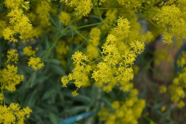 Bahar bahçesinde bal taşıyan Woad (Isatis tinctoria) güzel bir şekilde çiçek açar. Resmin seçmeli odağı.