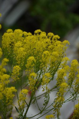 Bahar bahçesinde bal taşıyan Woad (Isatis tinctoria) güzel bir şekilde çiçek açar. Resmin seçmeli odağı.