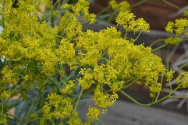 Bahar bahçesinde bal taşıyan Woad (Isatis tinctoria) güzel bir şekilde çiçek açar. Resmin seçmeli odağı.