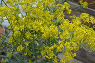 Bahar bahçesinde bal taşıyan Woad (Isatis tinctoria) güzel bir şekilde çiçek açar. Resmin seçmeli odağı.
