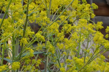 Bahar bahçesinde bal taşıyan Woad (Isatis tinctoria) güzel bir şekilde çiçek açar. Resmin seçmeli odağı.