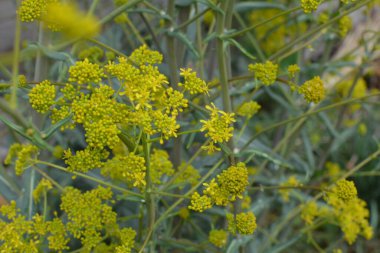 The honey-bearing plant Woad (Isatis tinctoria) blooms beautifully in the spring garden. Selective focus of the image. clipart
