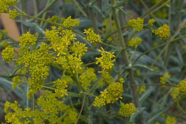 Bahar bahçesinde bal taşıyan Woad (Isatis tinctoria) güzel bir şekilde çiçek açar. Resmin seçmeli odağı.