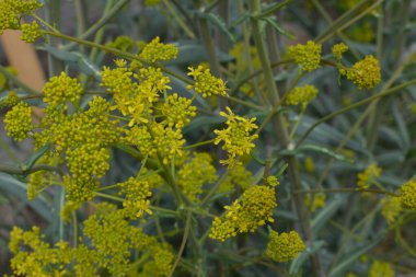 Bahar bahçesinde bal taşıyan Woad (Isatis tinctoria) güzel bir şekilde çiçek açar. Resmin seçmeli odağı.