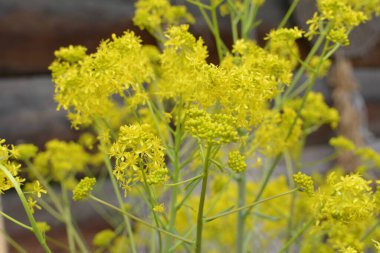 Bahar bahçesinde bal taşıyan Woad (Isatis tinctoria) güzel bir şekilde çiçek açar. Resmin seçmeli odağı.