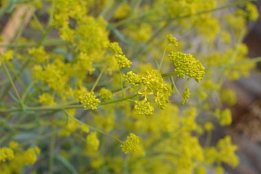 Bahar bahçesinde bal taşıyan Woad (Isatis tinctoria) güzel bir şekilde çiçek açar. Resmin seçmeli odağı.