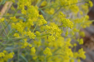 Bahar bahçesinde bal taşıyan Woad (Isatis tinctoria) güzel bir şekilde çiçek açar. Resmin seçmeli odağı.
