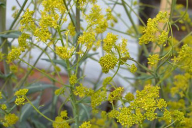 Bahar bahçesinde bal taşıyan Woad (Isatis tinctoria) güzel bir şekilde çiçek açar. Resmin seçmeli odağı.