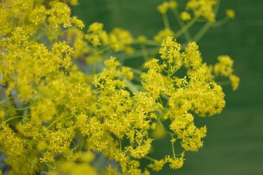 Bahar bahçesinde bal taşıyan Woad (Isatis tinctoria) güzel bir şekilde çiçek açar. Resmin seçmeli odağı.