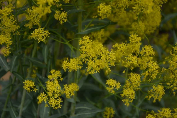 Bahar bahçesinde bal taşıyan Woad (Isatis tinctoria) güzel bir şekilde çiçek açar. Resmin seçmeli odağı.