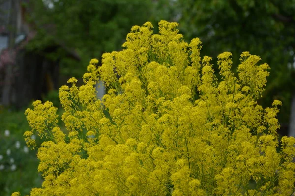 Woad Isatis Tinctoria Mézelő Növény Gyönyörűen Virágzik Tavaszi Kertben Kép — Stock Fotó