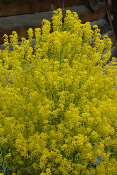 Planta Produtora Mel Woad Isatis Tinctoria Floresce Lindamente Jardim Primavera — Fotografia de Stock