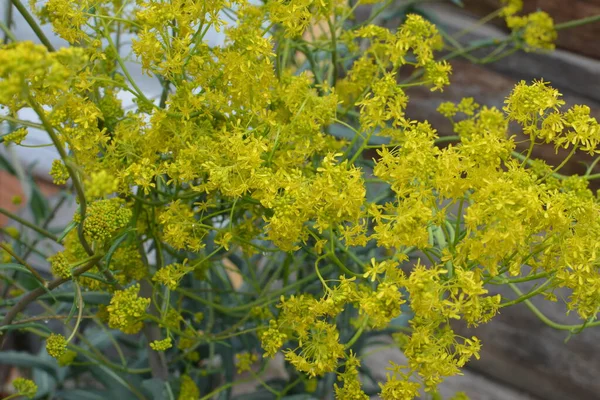 Bahar bahçesinde bal taşıyan Woad (Isatis tinctoria) güzel bir şekilde çiçek açar. Resmin seçmeli odağı.