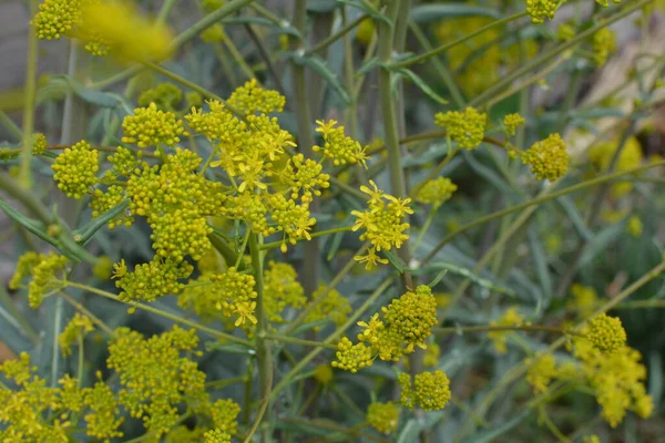 Bahar bahçesinde bal taşıyan Woad (Isatis tinctoria) güzel bir şekilde çiçek açar. Resmin seçmeli odağı.