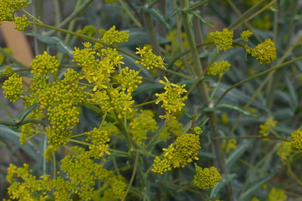 Bahar bahçesinde bal taşıyan Woad (Isatis tinctoria) güzel bir şekilde çiçek açar. Resmin seçmeli odağı.