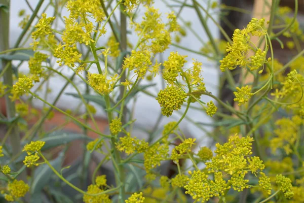 Bahar bahçesinde bal taşıyan Woad (Isatis tinctoria) güzel bir şekilde çiçek açar. Resmin seçmeli odağı.