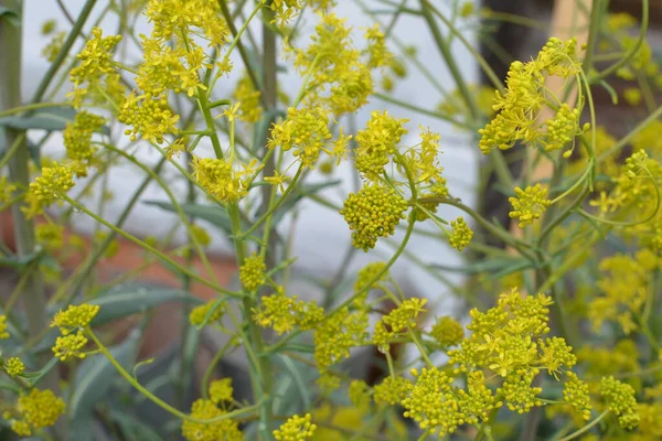 Bahar bahçesinde bal taşıyan Woad (Isatis tinctoria) güzel bir şekilde çiçek açar. Resmin seçmeli odağı.