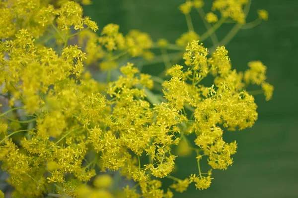 Bahar bahçesinde bal taşıyan Woad (Isatis tinctoria) güzel bir şekilde çiçek açar. Resmin seçmeli odağı.