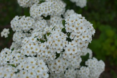 Beyaz spiraea çayırkuşu çalısı mayıs ayında çiçek açıyor. Alman çayır tatlısının tomurcukları ve beyaz çiçekleri .