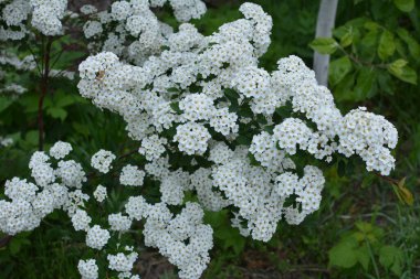 Beyaz spiraea çayırkuşu çalısı mayıs ayında çiçek açıyor. Alman çayır tatlısının tomurcukları ve beyaz çiçekleri .