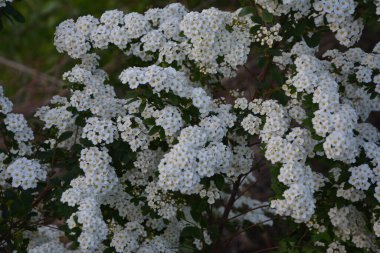 Beyaz spiraea çayırkuşu çalısı mayıs ayında çiçek açıyor. Alman çayır tatlısının tomurcukları ve beyaz çiçekleri .
