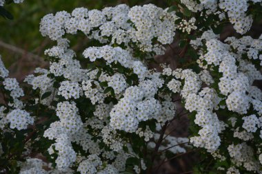 Beyaz spiraea çayırkuşu çalısı mayıs ayında çiçek açıyor. Alman çayır tatlısının tomurcukları ve beyaz çiçekleri .