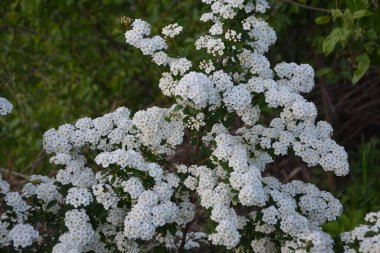 Beyaz spiraea çayırkuşu çalısı mayıs ayında çiçek açıyor. Alman çayır tatlısının tomurcukları ve beyaz çiçekleri .