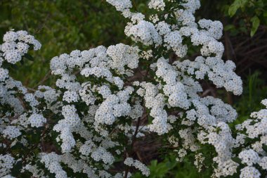 Beyaz spiraea çayırkuşu çalısı mayıs ayında çiçek açıyor. Alman çayır tatlısının tomurcukları ve beyaz çiçekleri .