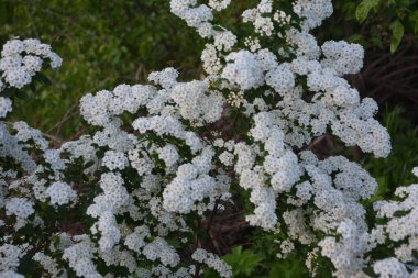 Beyaz spiraea çayırkuşu çalısı mayıs ayında çiçek açıyor. Alman çayır tatlısının tomurcukları ve beyaz çiçekleri .