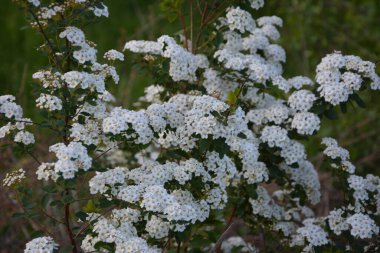 Beyaz spiraea çayırkuşu çalısı mayıs ayında çiçek açıyor. Alman çayır tatlısının tomurcukları ve beyaz çiçekleri .
