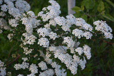 Beyaz spiraea çayırkuşu çalısı mayıs ayında çiçek açıyor. Alman çayır tatlısının tomurcukları ve beyaz çiçekleri .