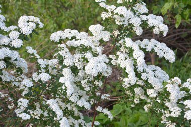 Beyaz spiraea çayırkuşu çalısı mayıs ayında çiçek açıyor. Alman çayır tatlısının tomurcukları ve beyaz çiçekleri .