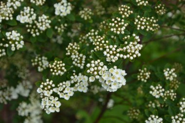 Beyaz spiraea çayırkuşu çalısı mayıs ayında çiçek açıyor. Alman çayır tatlısının tomurcukları ve beyaz çiçekleri .