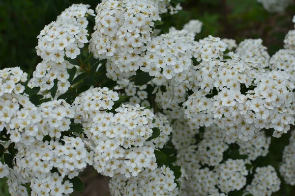 Fehér Spiraea Meadowets Bokor Virágzik Májusban Bimbó Fehér Virágú Germándér — Stock Fotó