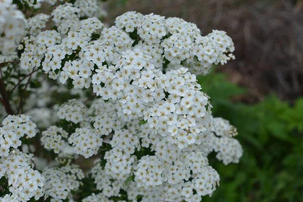 五月的几个月里 白色的稻草使花丛开花结果 甘甜的德国草甸和白花 — 图库照片