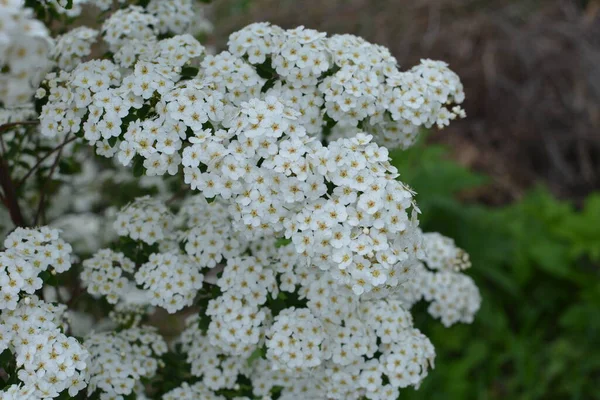 Λευκό Spiraea Meadowsweets Θάμνος Άνθιση Μήνα Μάιο Μπουμπούκια Και Λευκά — Φωτογραφία Αρχείου