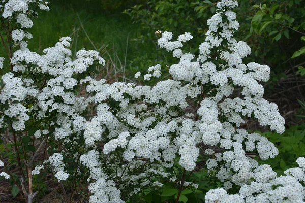 Λευκό Spiraea Meadowsweets Θάμνος Άνθιση Μήνα Μάιο Μπουμπούκια Και Λευκά — Φωτογραφία Αρχείου