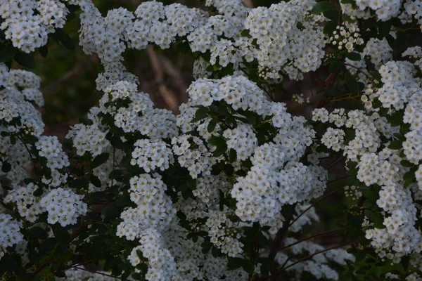 Weiße Spiraea Wiesensträucher Blühen Monat Mai Knospen Und Weiße Blüten — Stockfoto