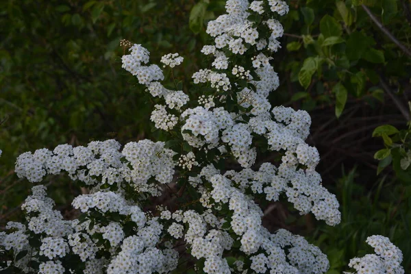 Fehér Spiraea Meadowets Bokor Virágzik Májusban Bimbó Fehér Virágú Germándér — Stock Fotó