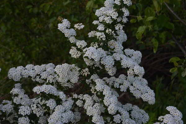 Fehér Spiraea Meadowets Bokor Virágzik Májusban Bimbó Fehér Virágú Germándér — Stock Fotó