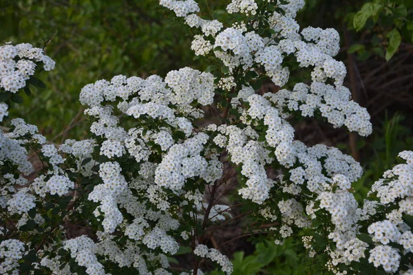 Fehér Spiraea Meadowets Bokor Virágzik Májusban Bimbó Fehér Virágú Germándér — Stock Fotó