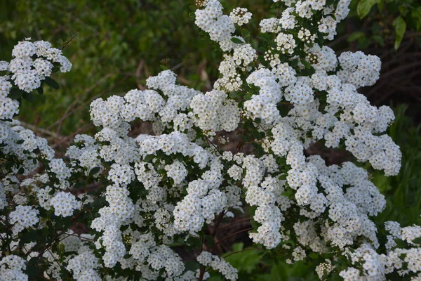 Fehér Spiraea Meadowets Bokor Virágzik Májusban Bimbó Fehér Virágú Germándér — Stock Fotó